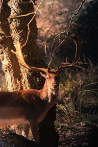 Deer standing in a forest