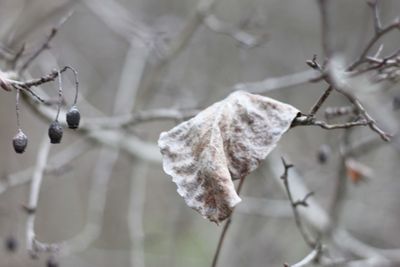 Close-up of ice cream on branch