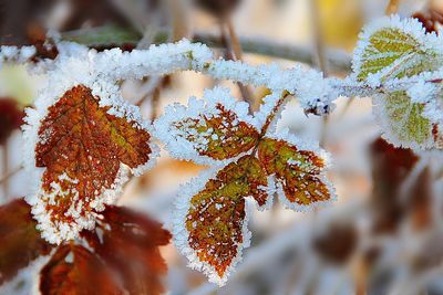 Close-up of frozen leaves during winter