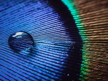 Close-up of peacock