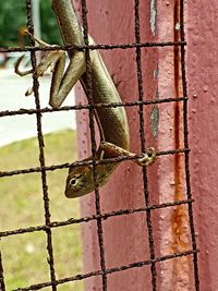 Close-up of lizard on metal fence against wall