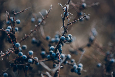 Close-up of berries growing on plant