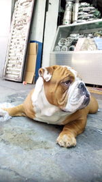 Dog resting on floor