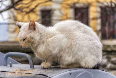 Side view of a cat sitting outdoors