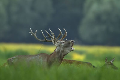 View of deer on field