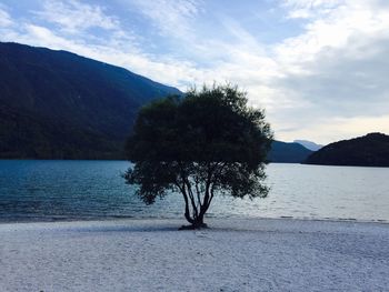 Trees by lake against sky