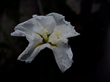 Close-up of white flowers blooming against black background