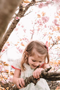 Climbing a cherry blossom tea in spring