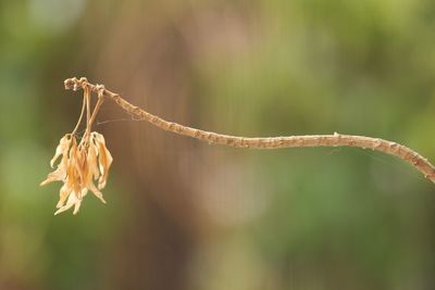 Close-up of wilted plant