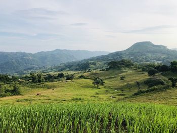 Scenic view of agricultural field against sky