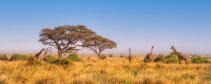 Tree on field against clear sky