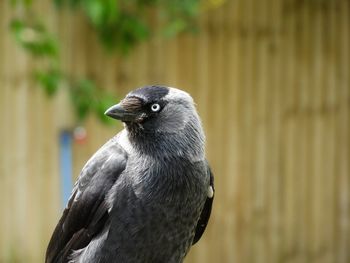 Close-up of a bird looking away