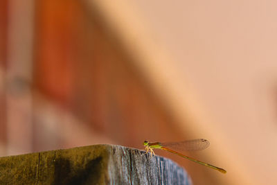 Damselflies is similar to dragonfly but smaller bodies and most species fold the wings along body 