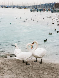 Swans on lake during winter