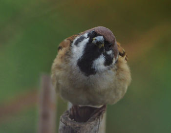 Close-up of bird perching on wooden post