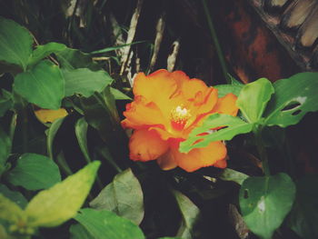 Close-up of flowers blooming outdoors
