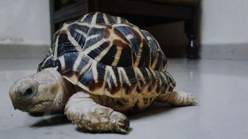 Close-up of tortoise