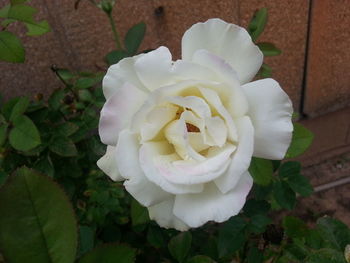 Close-up of flower blooming outdoors