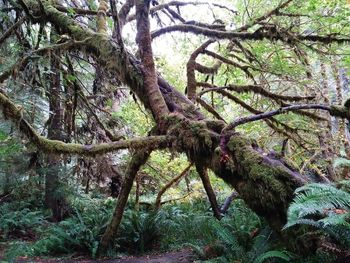 Low angle view of trees in forest