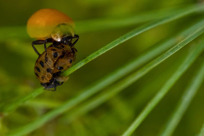 Close-up of insect on plant