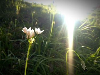 Close-up of white flower blooming in field