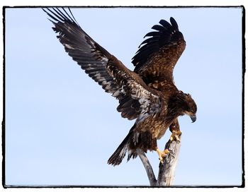 Low angle view of eagle flying against clear sky