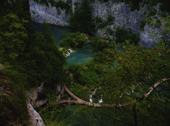 High angle view of trees growing in forest