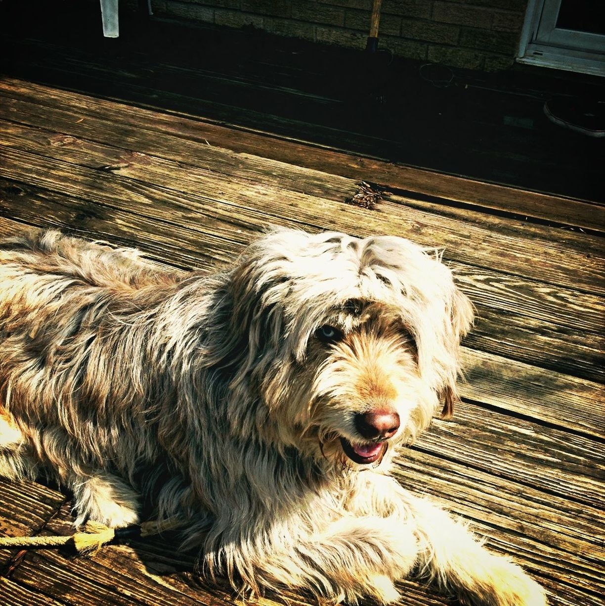 domestic animals, dog, mammal, animal themes, pets, one animal, high angle view, portrait, looking at camera, outdoors, animal hair, day, street, front view, no people, canine, animal head, standing, close-up, sunlight