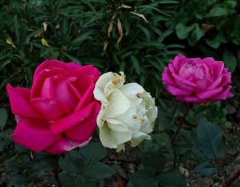 Close-up of pink rose