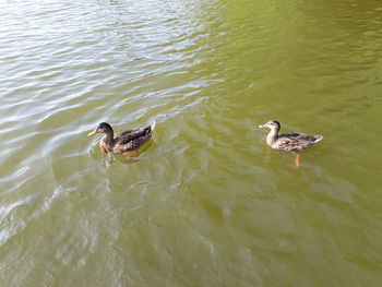 High angle view of ducks swimming on lake