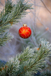 Close-up of red bauble hanging on christmas tree