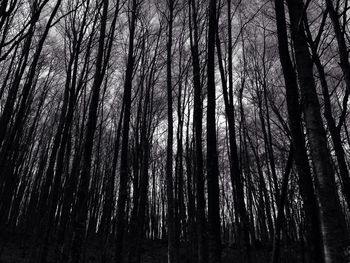 Low angle view of bare trees in forest