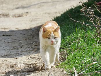 Portrait of a cat walking on ground