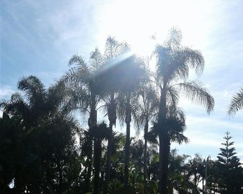 Low angle view of trees against sky