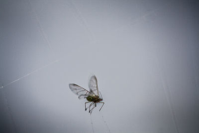 Close-up of winged insect over white background