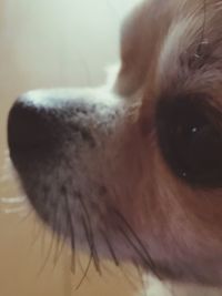 Close-up portrait of dog