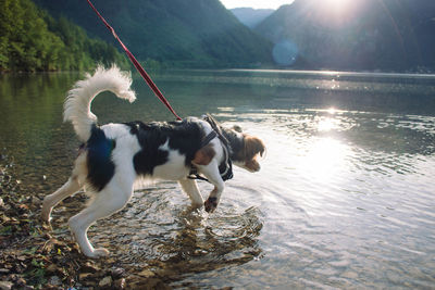 Dog on lake against sky