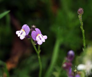 Close-up of purple flowering plant