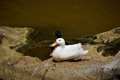 High angle view of little ducks perching on rock by lake