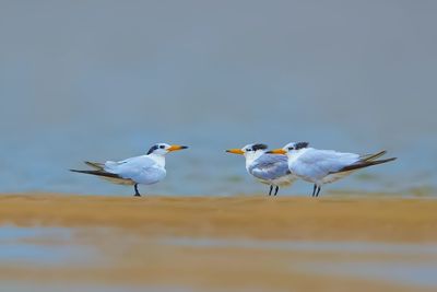 Seagulls perching on a bird