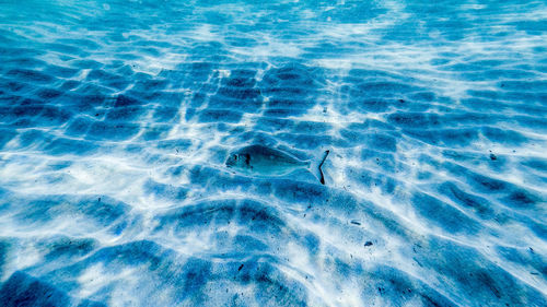 High angle view of swimming in sea