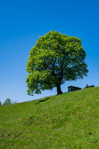 Tree on field against clear blue sky