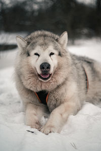 Close-up of dog, alaskan malamute 