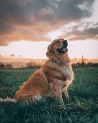 Dog sitting on field during sunset