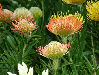 Close-up of orange flowering plant