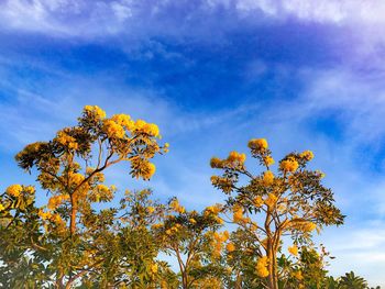 Low angle view of tree against sky