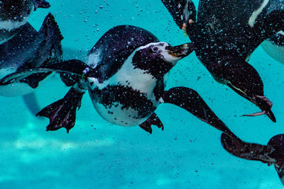 High angle view of penguins swimming in sea