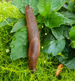 High angle view of a leaf on grass