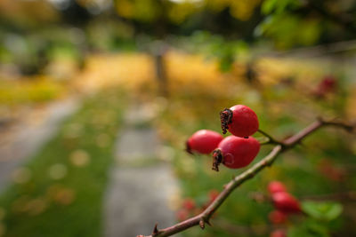 Close-up of red berries growing on tree