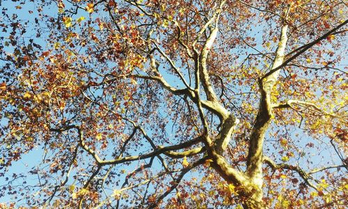 Low angle view of tree